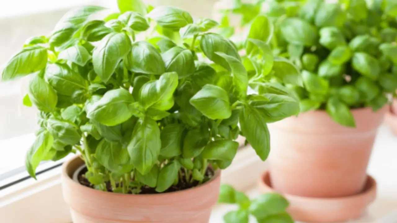 Personalizza il tuo balcone: trucchi green per coltivare basilico rigoglioso senza pesticidi Personalizza il tuo balcone: trucchi green per coltivare basilico rigoglioso senza pesticidi
