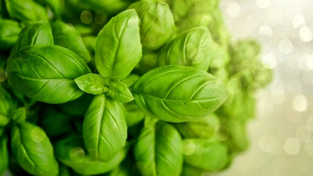 Coltivare basilico più rigoglioso in casa: il trucco facile per risultati sorprendenti Coltivare basilico più rigoglioso in casa: il trucco facile per risultati sorprendenti